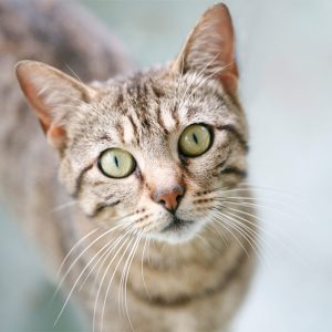 PawRescue First Aid Kit