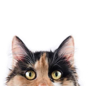 Feline Comfort Mobile Vet